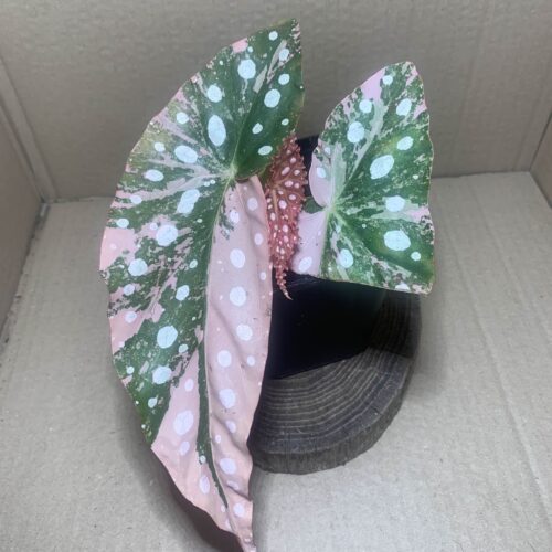 Begonia maculata Pink variegata