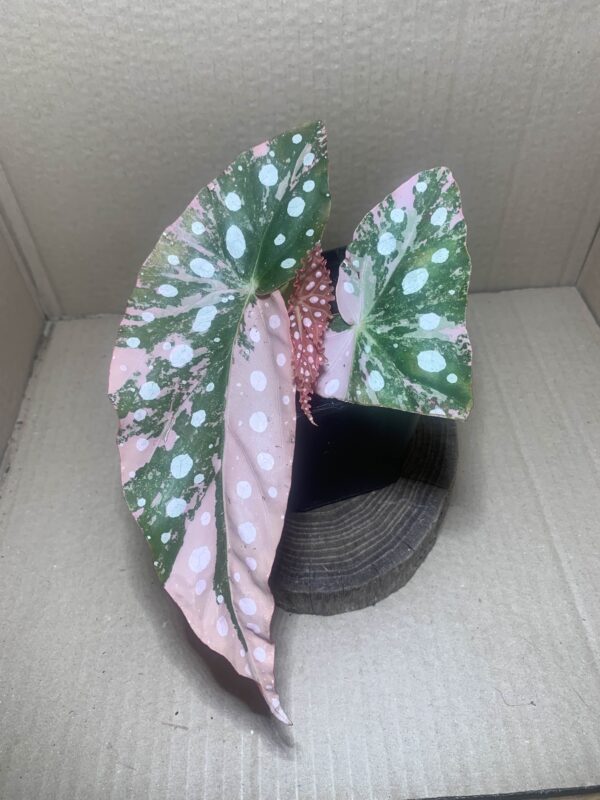 IMG_7371 Begonia maculata Pink variegata