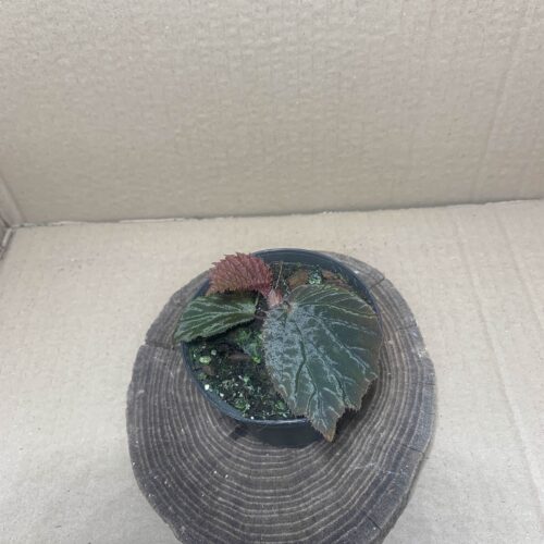Begonia aketajawensis dark