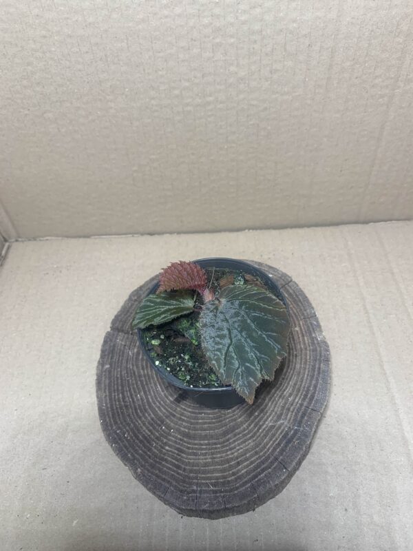 Begonia aketajawensis dark