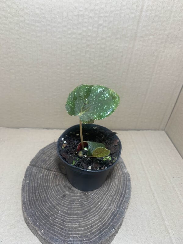 Begonia caramoanensis/U185