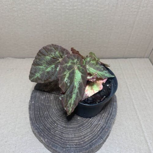 Begonia burkillii