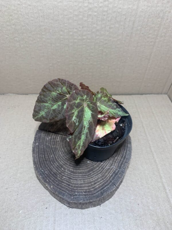 Begonia burkillii