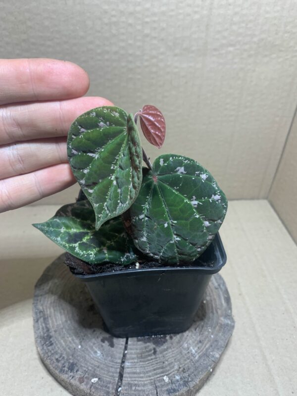 IMG_7132 Piper porophyllum