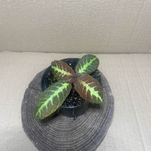 IMG_7373 Nautilocalyx picturatus