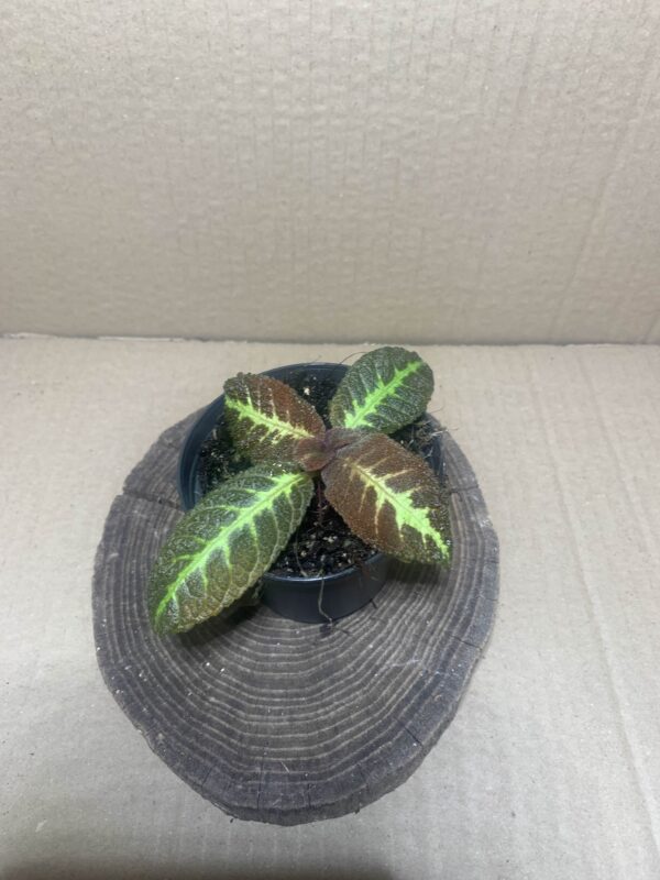 IMG_7373 Nautilocalyx picturatus