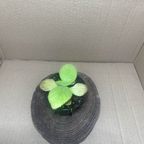 IMG_7374 Nautilocalyx bicolor