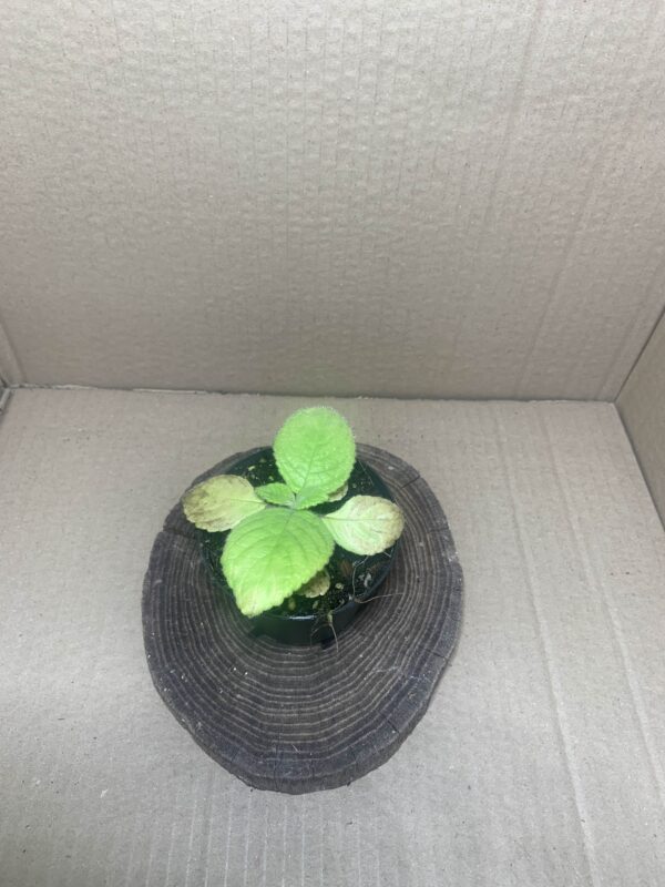 IMG_7374 Nautilocalyx bicolor