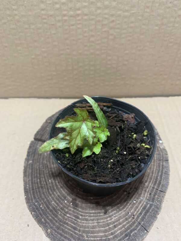 IMG_7474 Begonia sikkimensis