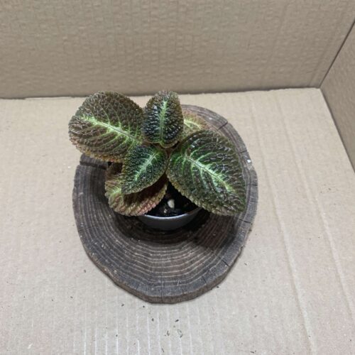 IMG_7486 Nautilocalyx silvaticus