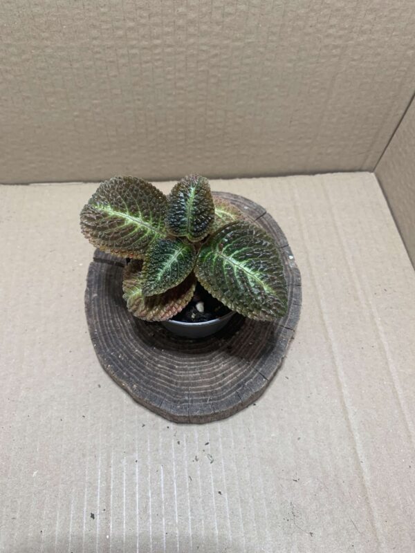 Nautilocalyx silvaticus