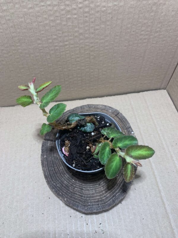 IMG_7487 Begonia thelmae