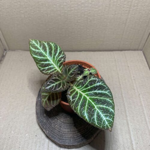 Pearcea hypocritiflora