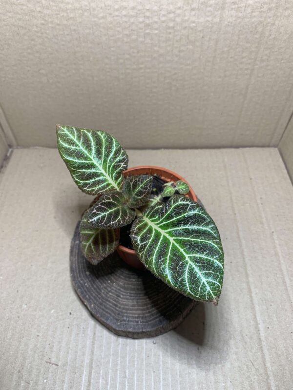 Pearcea hypocritiflora