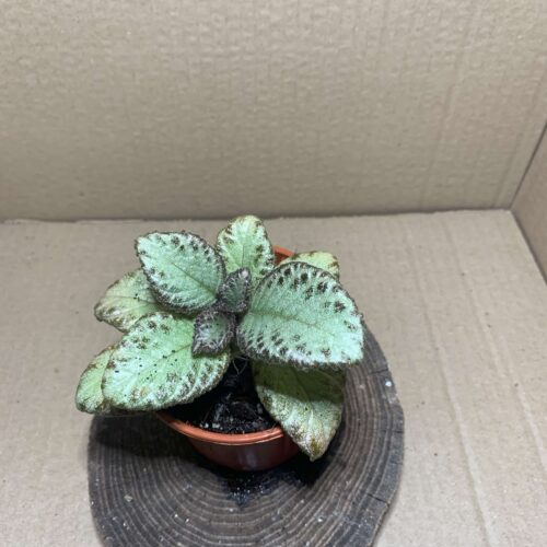 Episcia Silver Shield
