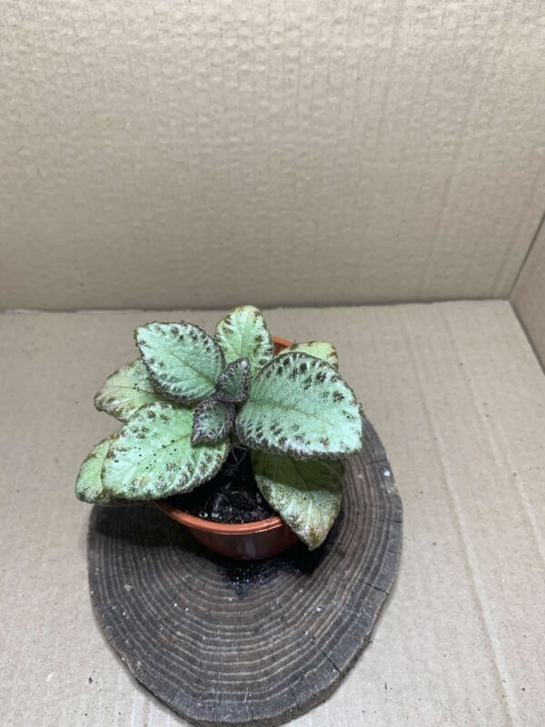 Episcia Silver Shield