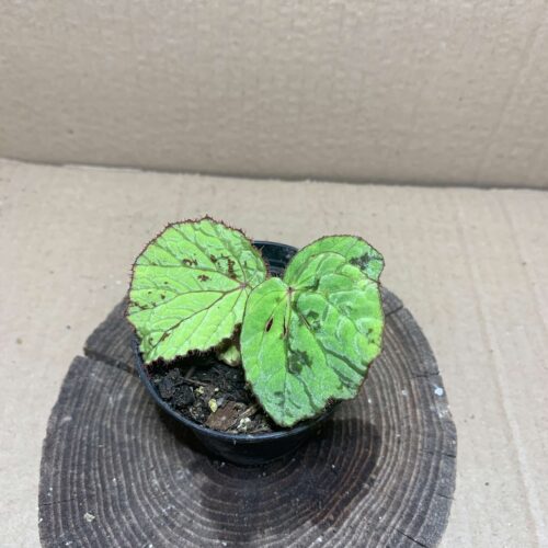 Begonia holosericeoides