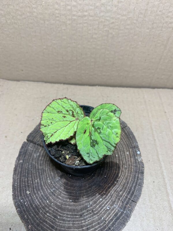 Begonia holosericeoides