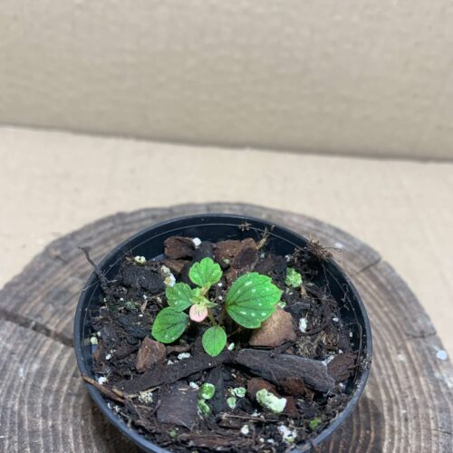 Begonia hymenophylla