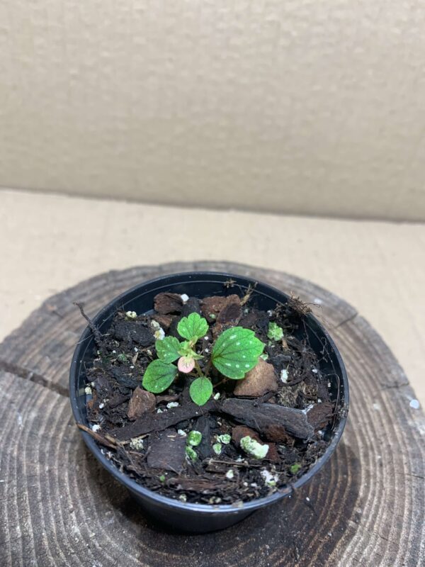 IMG_7594 Begonia hymenophylla