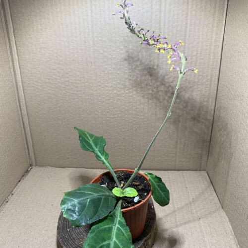 IMG_7595 Gymnostachyum ceylanicum