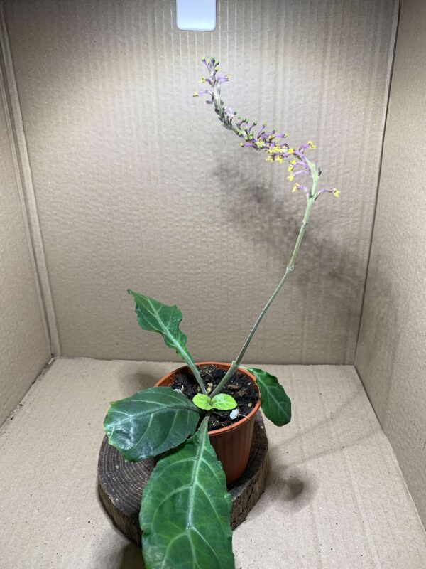 Gymnostachyum ceylanicum