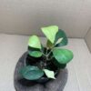 Ficus deltoidea