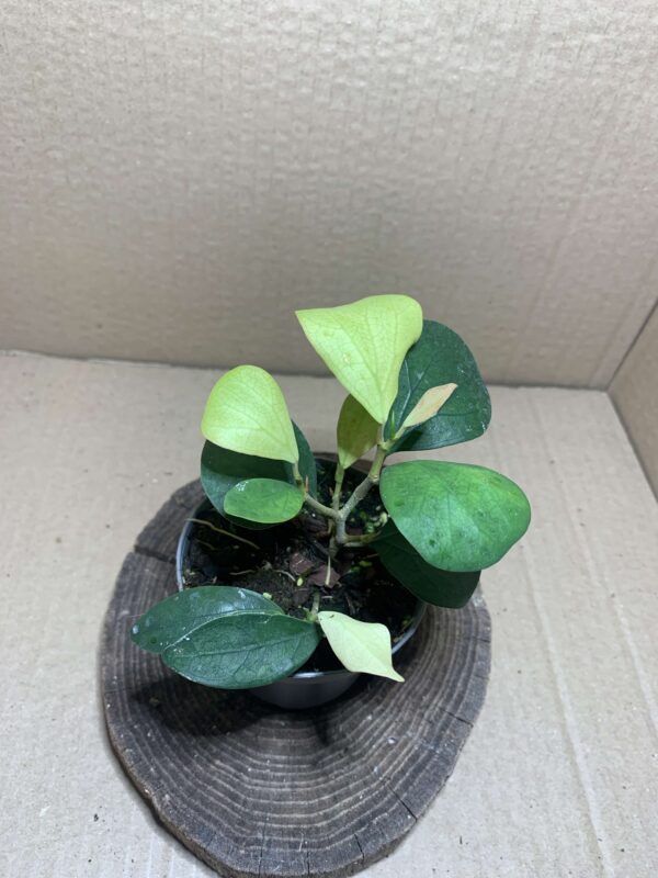 Ficus deltoidea