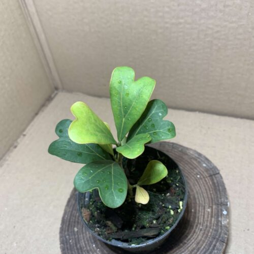 IMG_7597 Ficus deltoidea