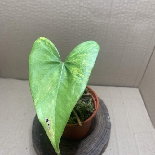 Anthurium pterodactyl variegata