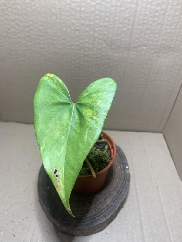 Anthurium pterodactyl variegata