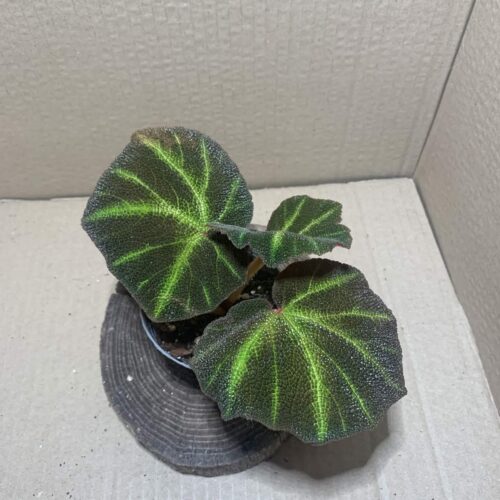 Begonia soli-mutata