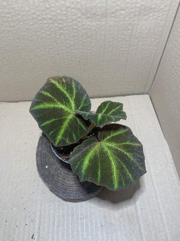 Begonia soli-mutata