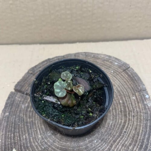 Begonia minuscula
