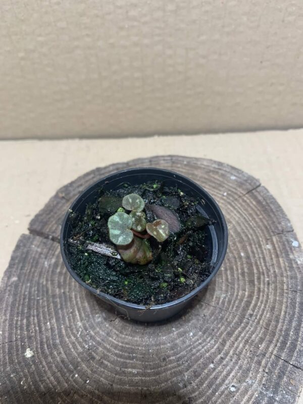 Begonia minuscula