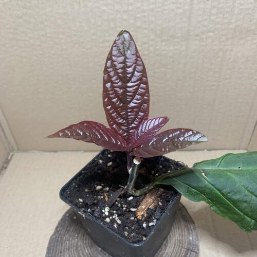 Trichostigma peruvianum