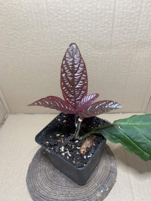 Trichostigma peruvianum