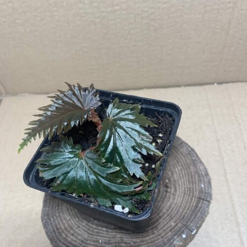 Begonia sp Miri