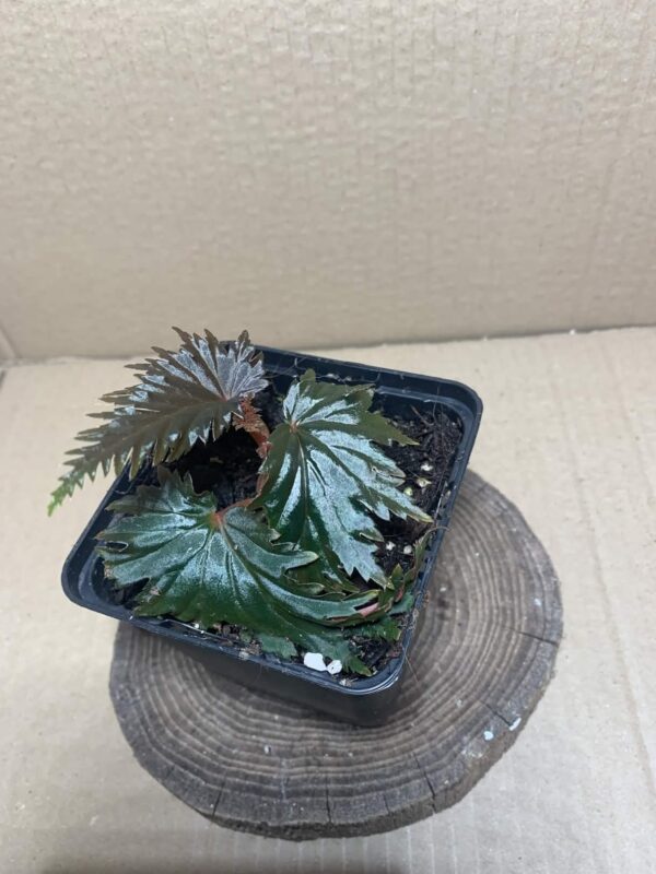Begonia sp Miri