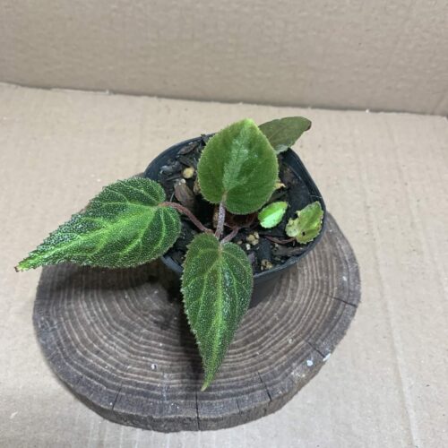 Begonia locii