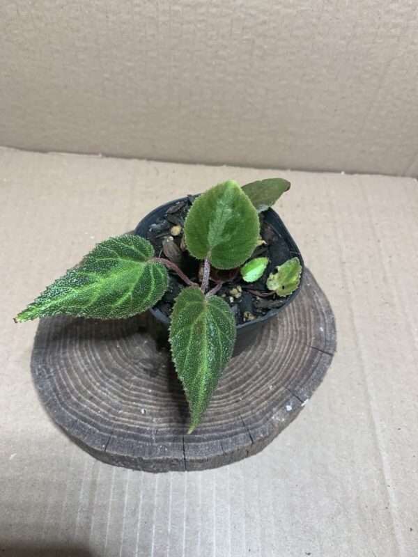 Begonia locii