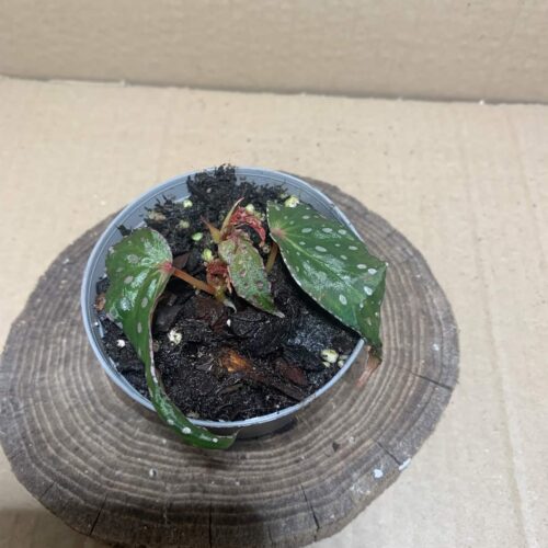 Begonia malachosticta