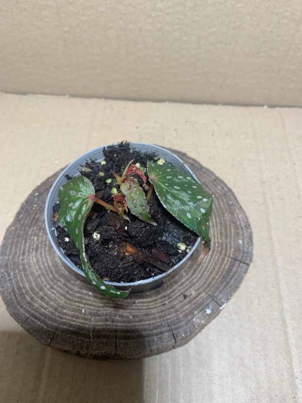 Begonia malachosticta