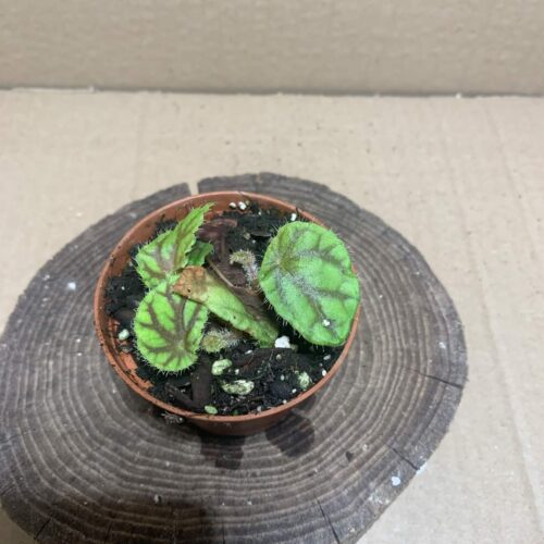 Begonia quadrialata