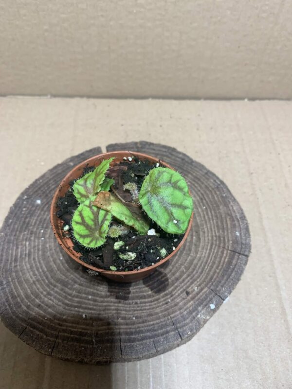 Begonia quadrialata