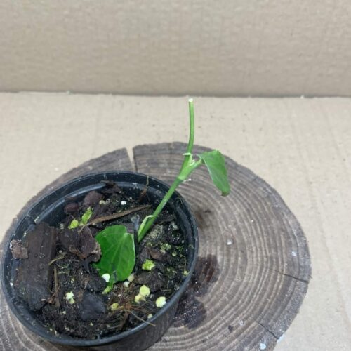 Pothos ovatifolius
