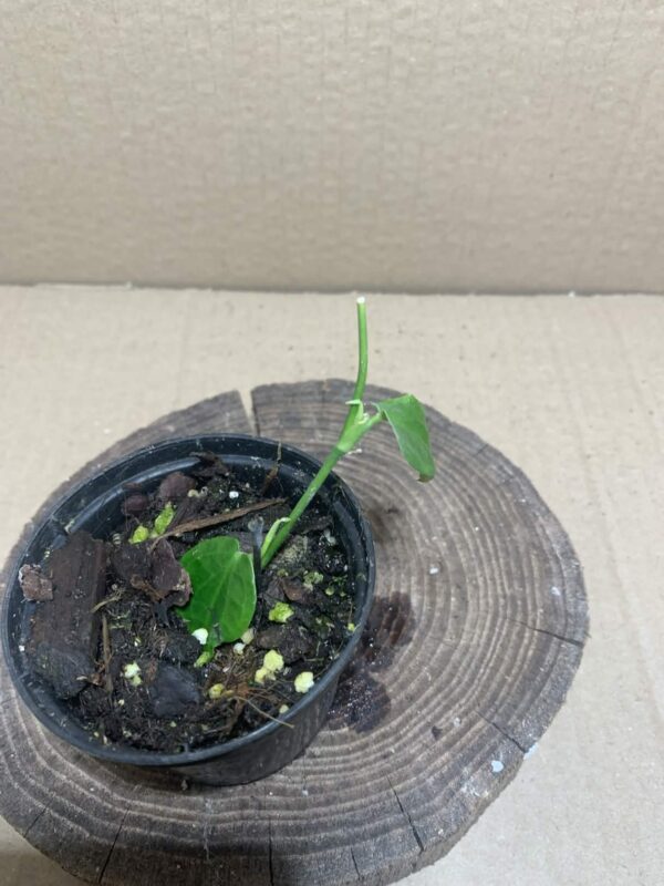 Pothos ovatifolius