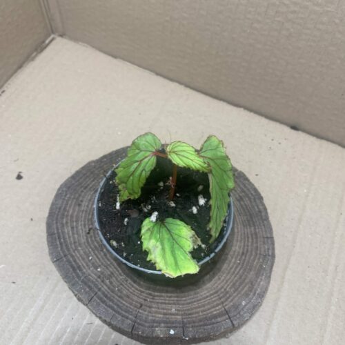 IMG_7987 Begonia wrayi