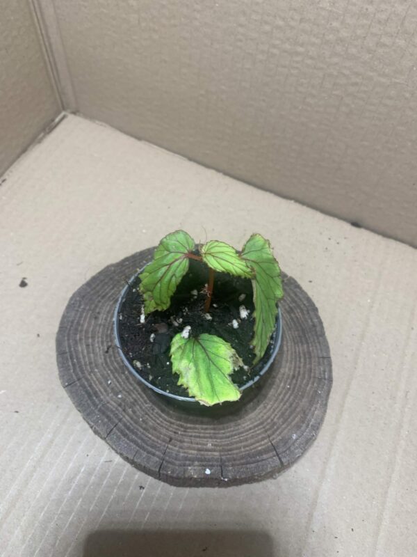 Begonia wrayi