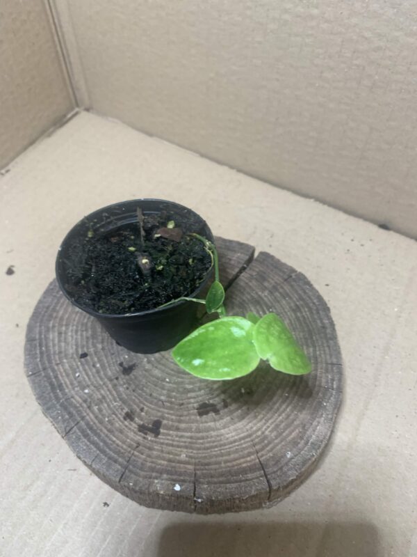 Pothos ovatifolius